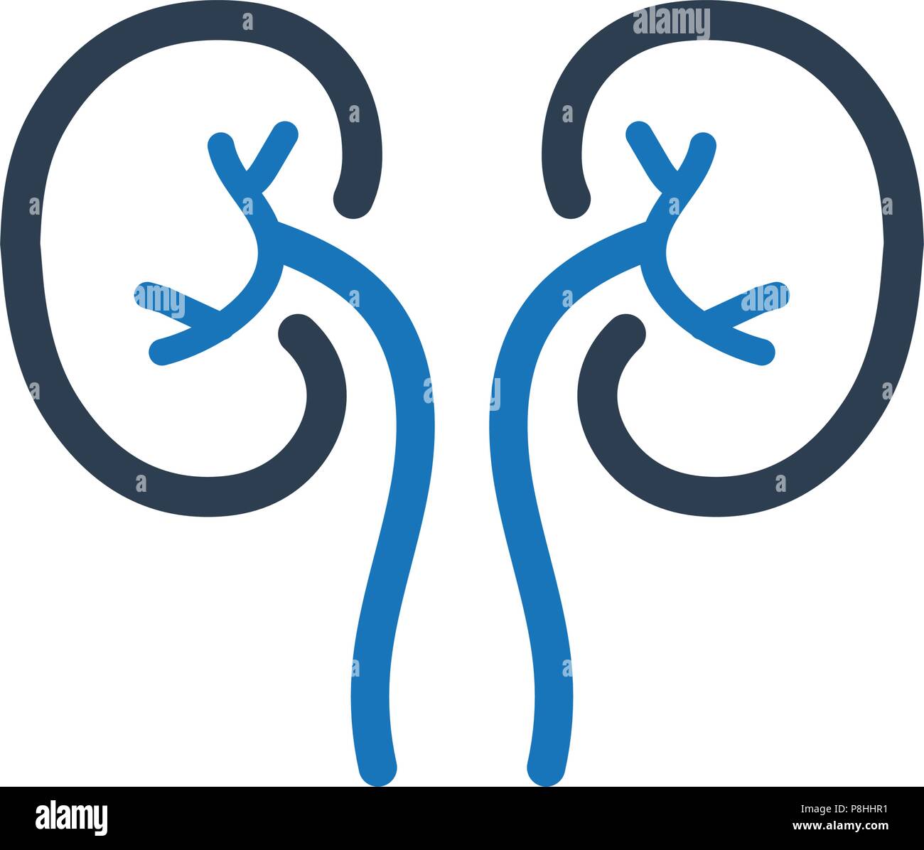 Anatomie reins Banque d'images vectorielles - Alamy