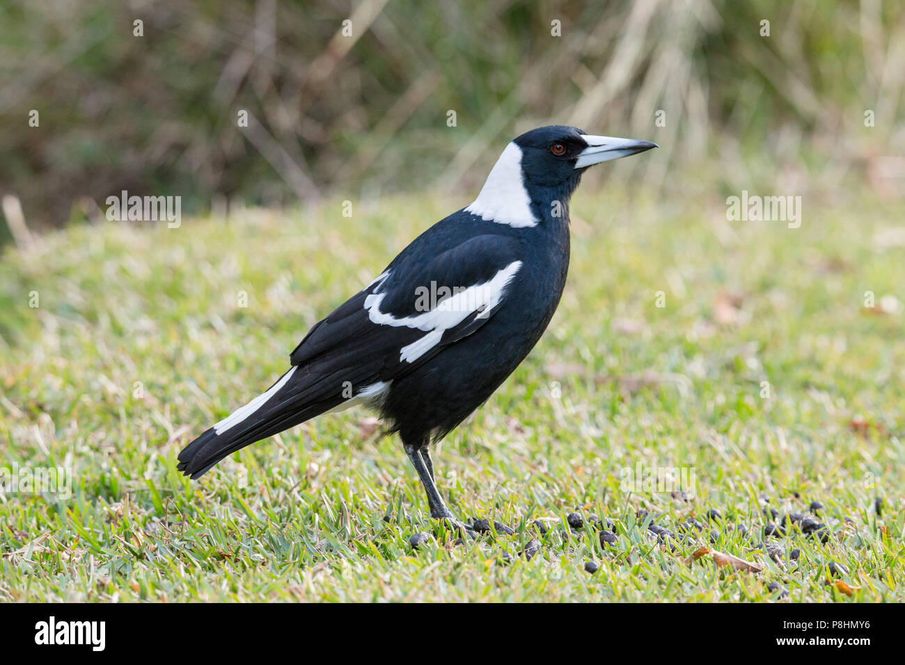 Cassican Flûteur (Gymnorhina tibicen) sur le terrain dans le Parc national royal, NSW, Australie Banque D'Images