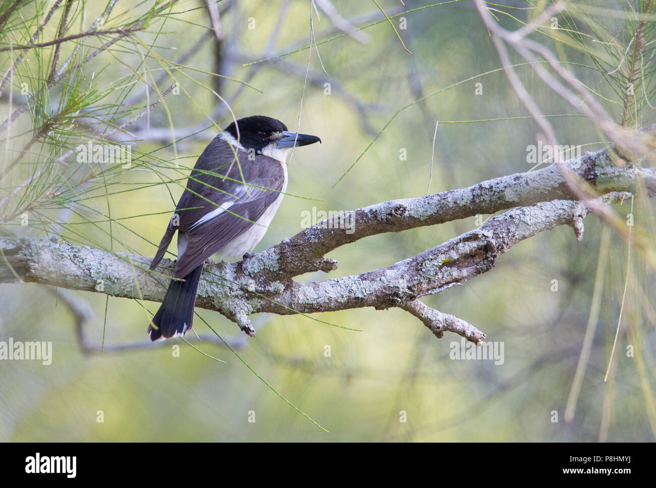 Butcherbird Grey (Cracticus torquatus), Royal National Park, NSW, Australie Banque D'Images