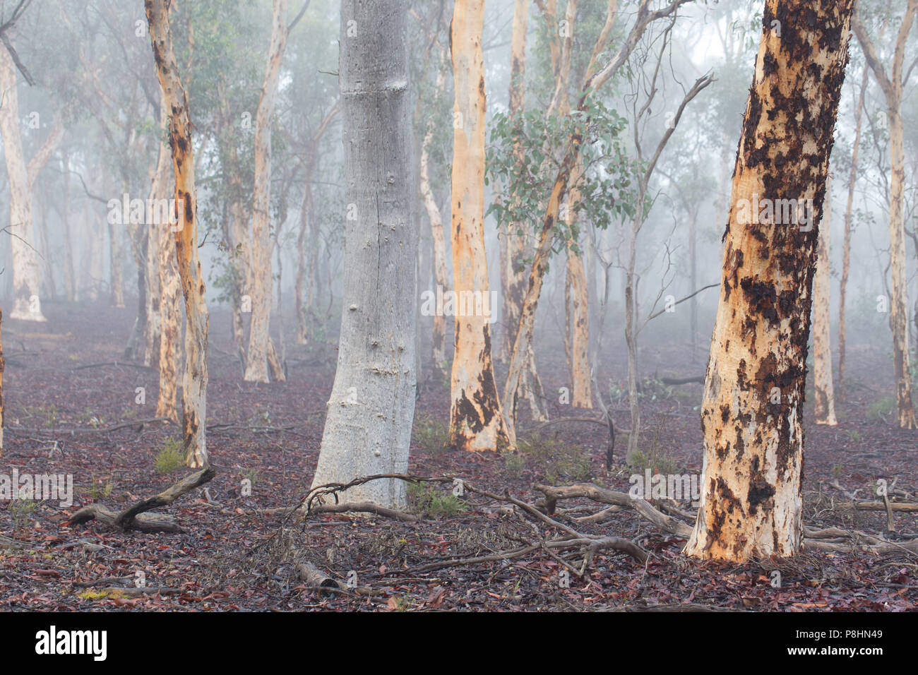 Eucalyptus wandoo woodland (wandoo) dans la forêt d'état de Dryandra, Australie occidentale Banque D'Images