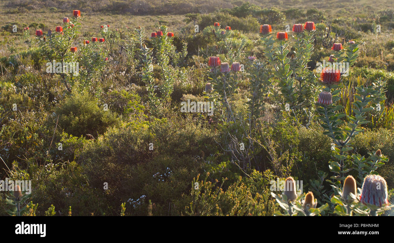 Banksia écarlate coccinea) dans les landes côtières, Cheynes Beach, au sud-ouest de l'Australie occidentale. Aussi connu sous le nom de Banksia Waratah ou Banque d'Albany Banque D'Images