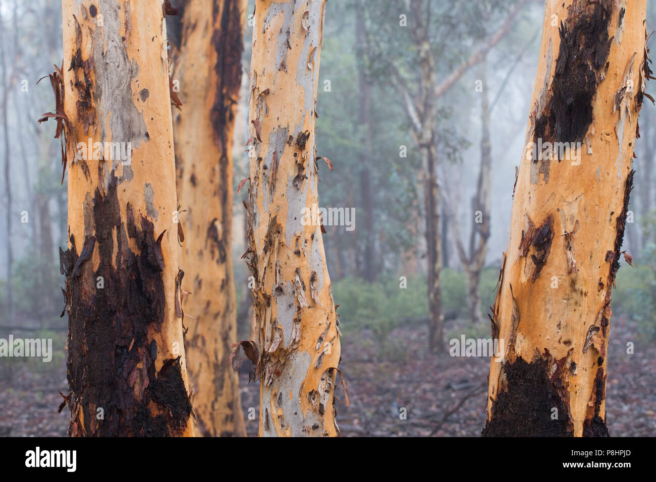 Eucalyptus wandoo (Eucalyptus wandoo) dans la forêt d'état de Dryandra, Australie occidentale Banque D'Images