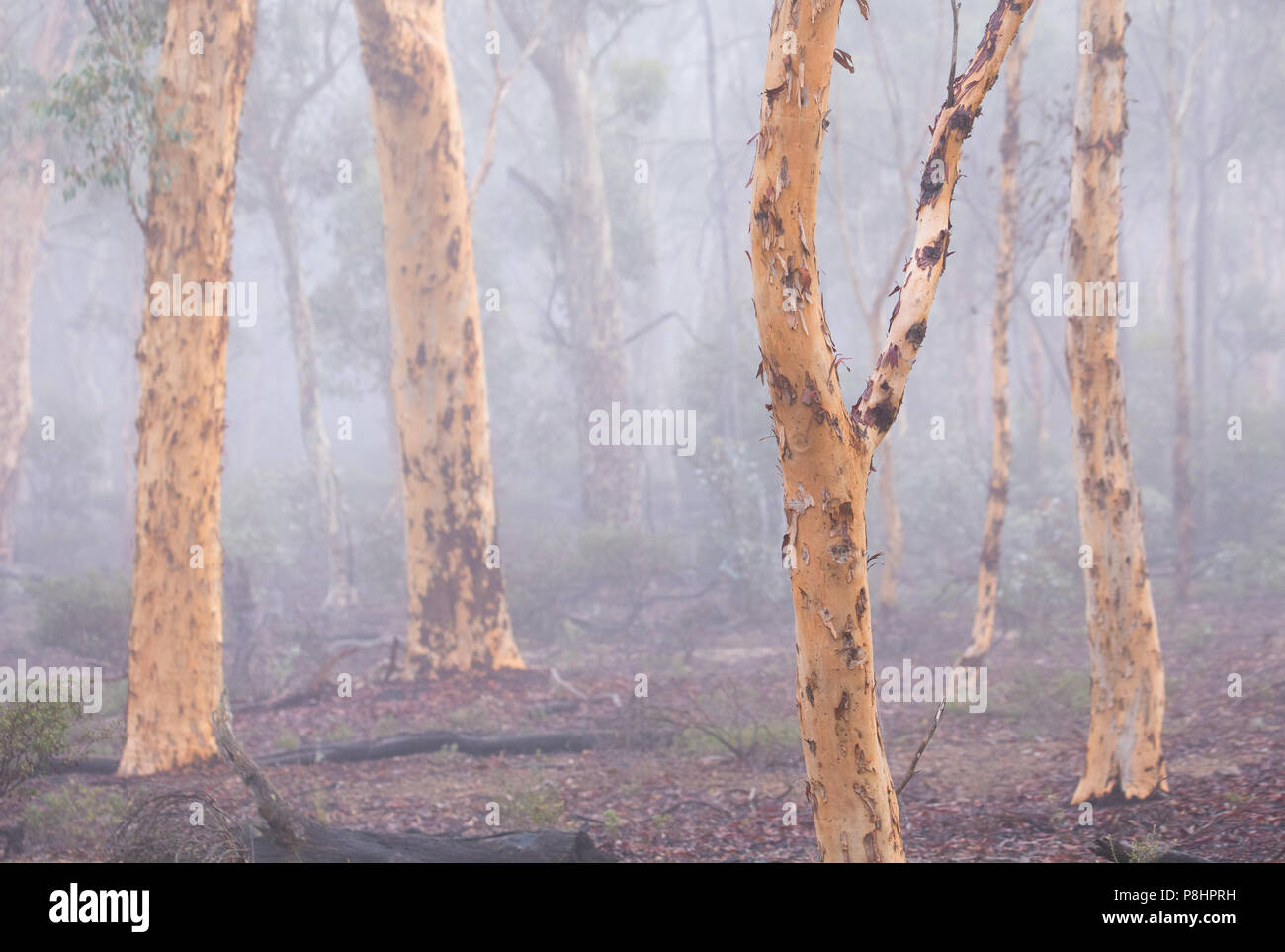 Tôt le matin dans la brume des bois (Eucalyptus wandoo wandoo), de la forêt d'état de Dryandra, Australie occidentale Banque D'Images