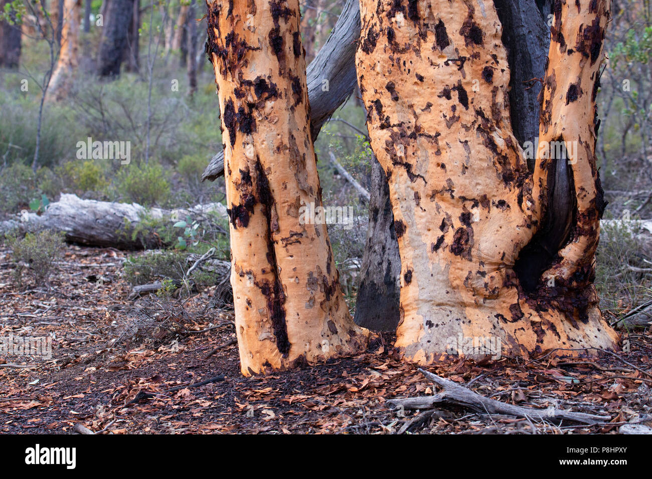 Arbre généalogique (Eucalyptus wandoo Wandoo) dans la forêt d'état de Dryandra, Australie occidentale Banque D'Images