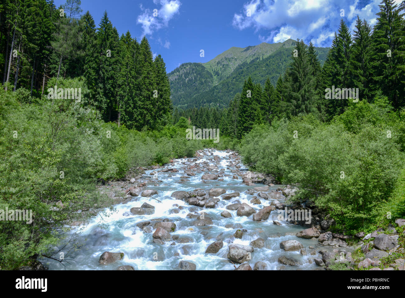 Rivière qui coule dans la forêt dans le Parc Naturel Adamello Brenta, Dolomites, Italie Banque D'Images