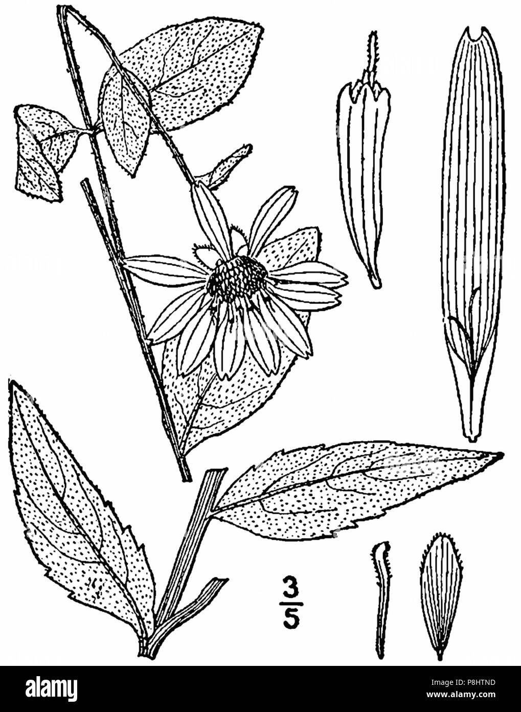 522 Silphium asteriscus-linedrawing Banque D'Images