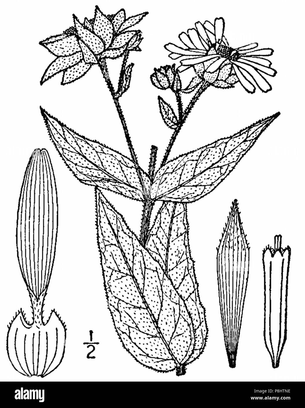 522 Silphium integrifolium-linedrawing Banque D'Images