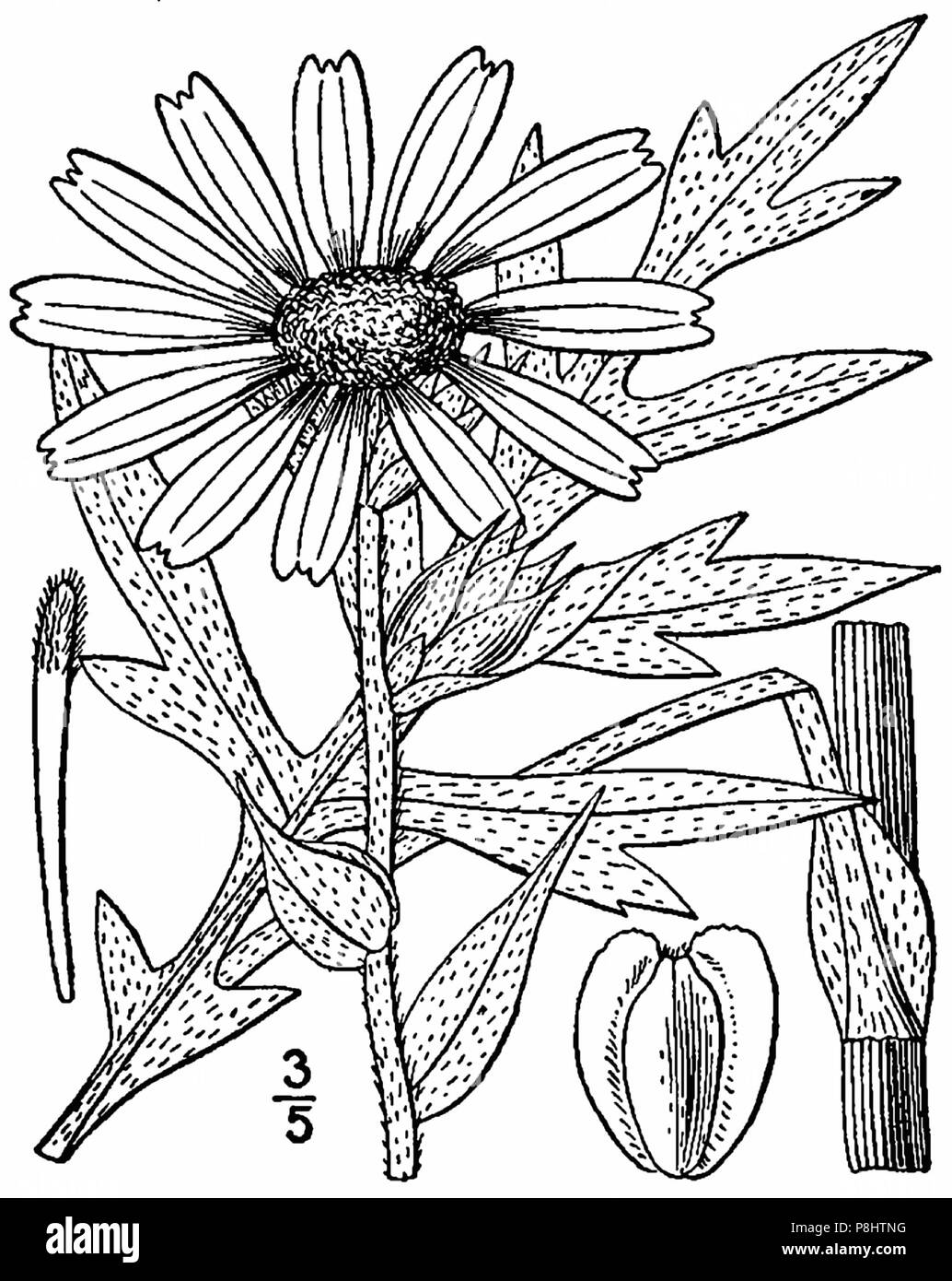 522 Silphium laciniatum-linedrawing Banque D'Images