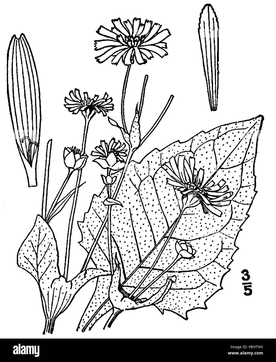522 Silphium perfoliatum-linedrawingBB Banque D'Images