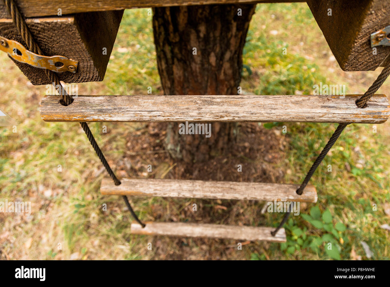 Une échelle de corde sur un arbre Banque D'Images