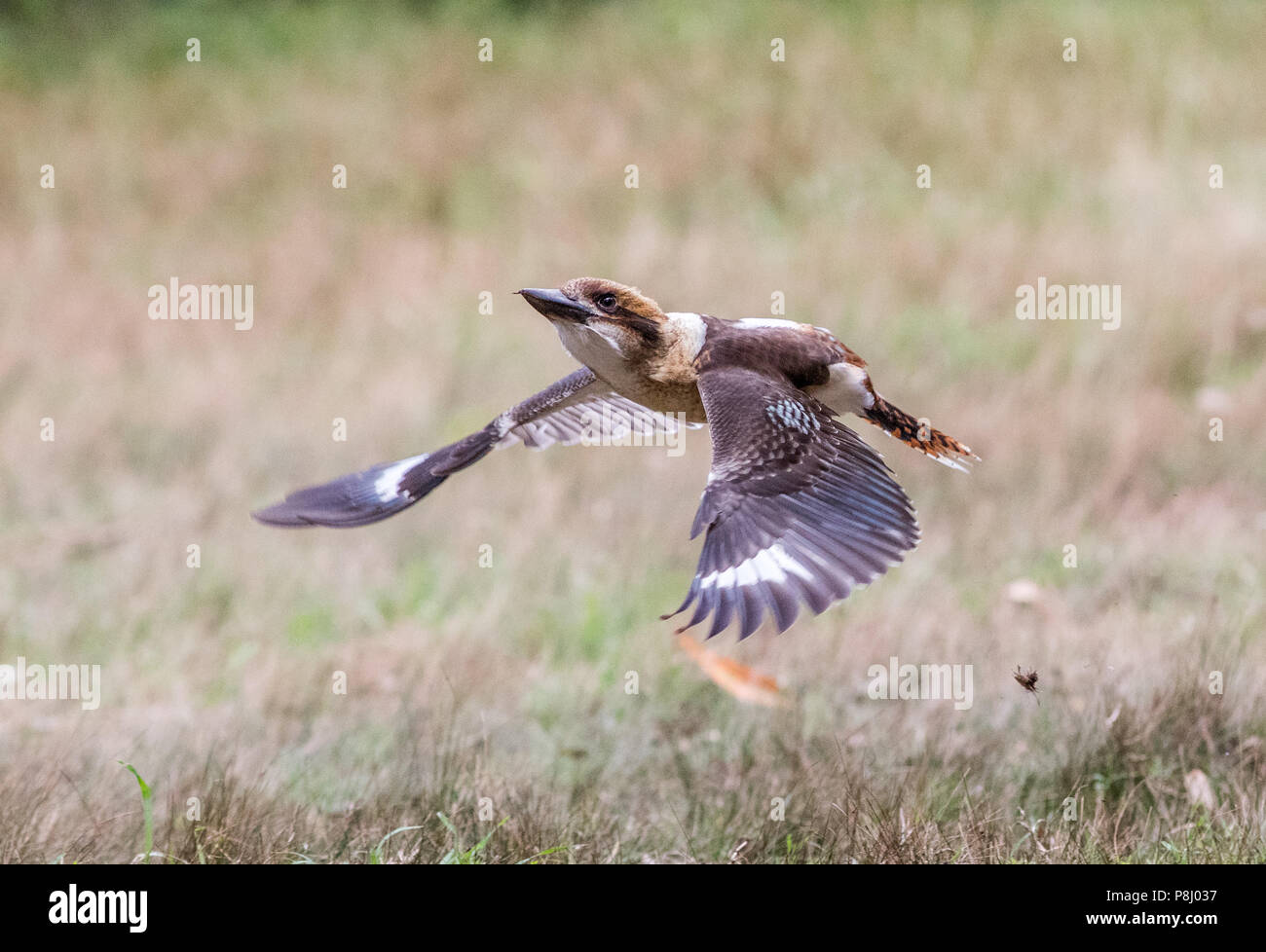 Laughing Kookaburra Banque D'Images