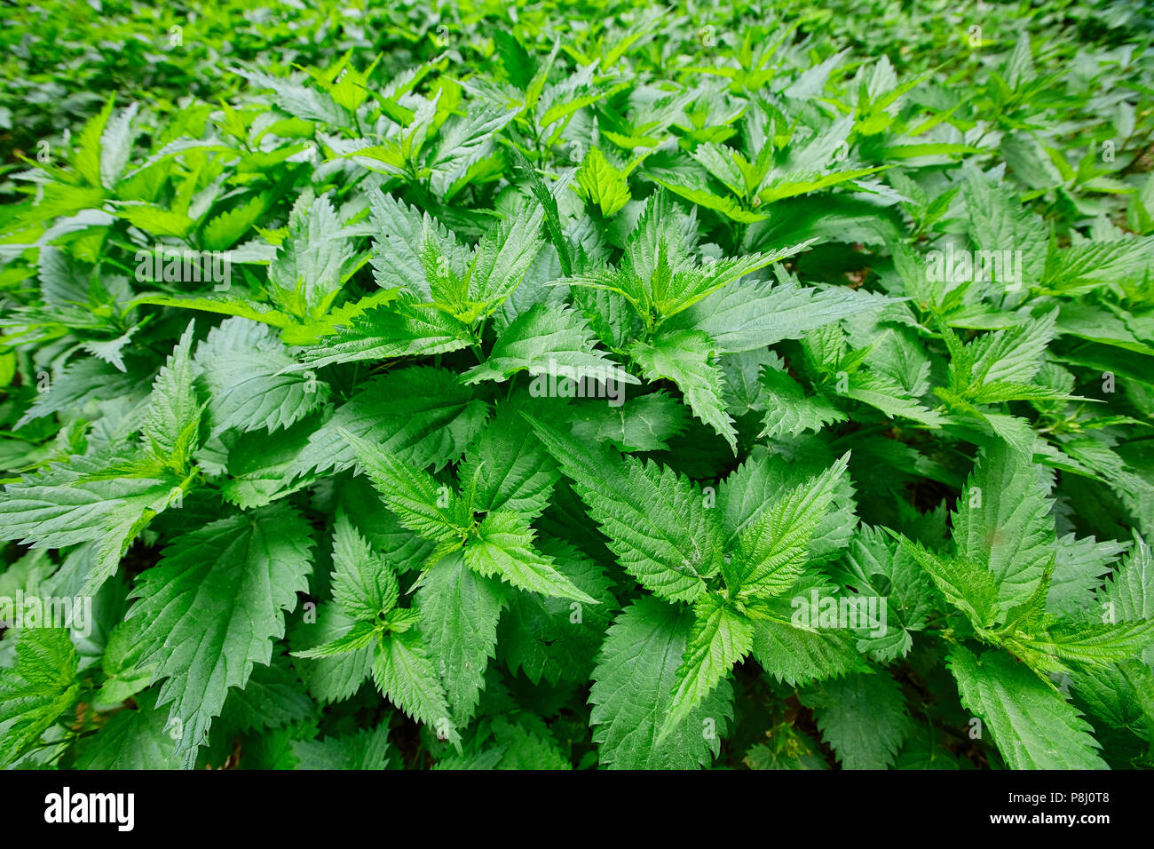 Domaine de l'ortie brûlante avec des feuilles vertes. Les bosquets de plantes médicinales Banque D'Images