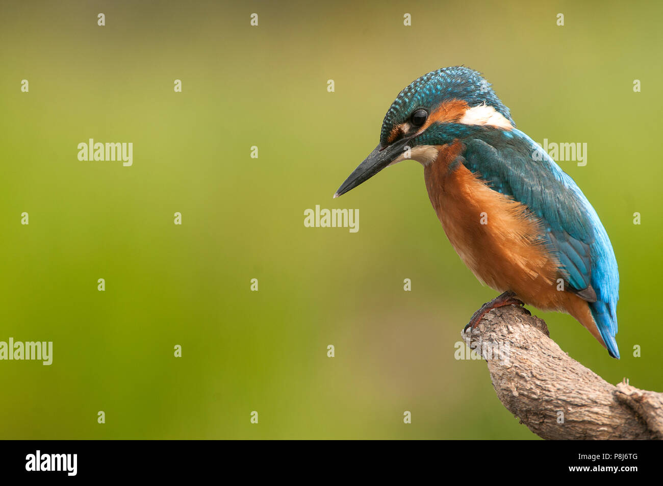 Kingfisher (Alcedo atthis) perché Banque D'Images