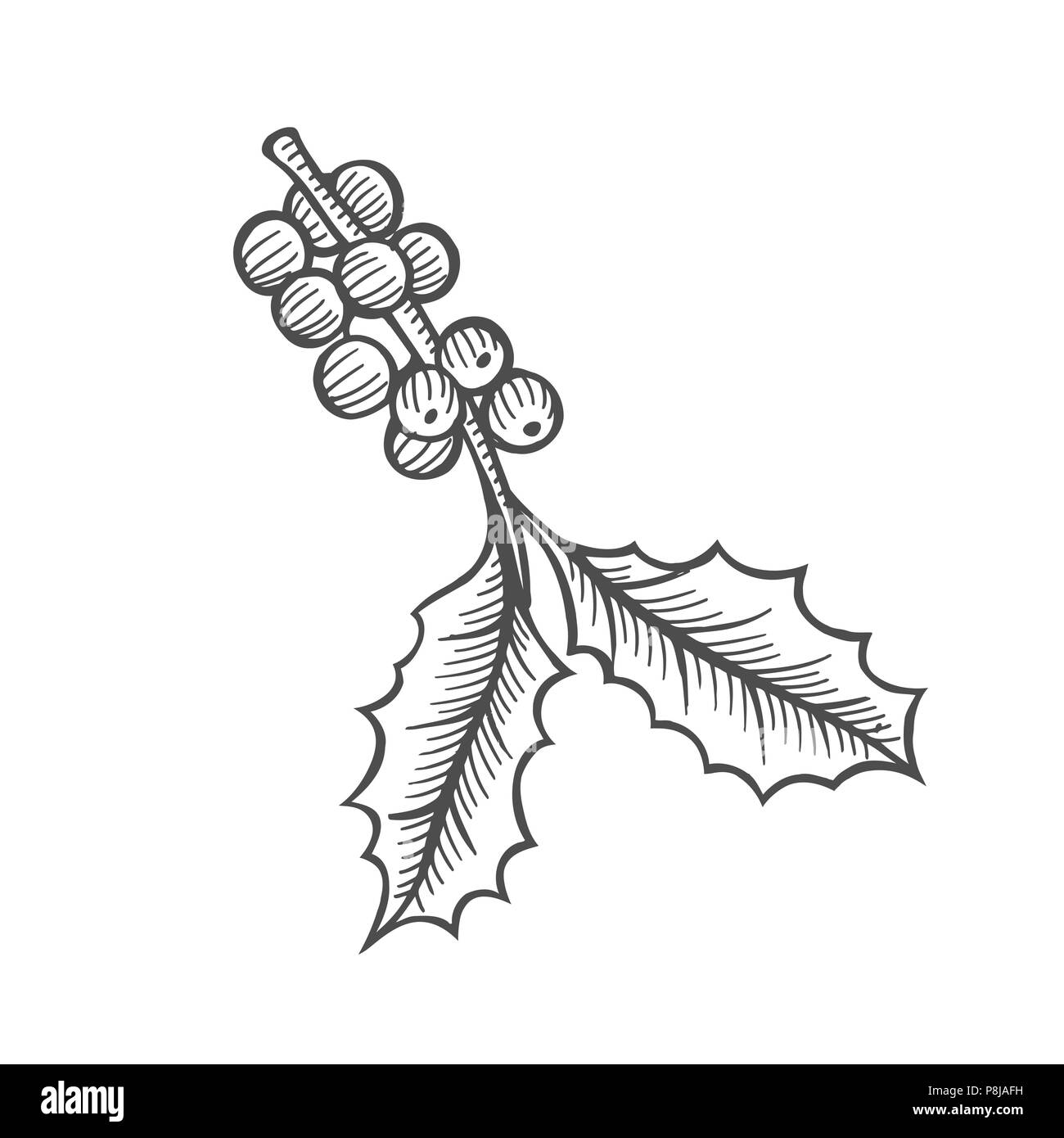 L'encre du gui branche avec feuilles, fruits. Élément de design monochrome pour le web, pour impression stock vector illustration Illustration de Vecteur
