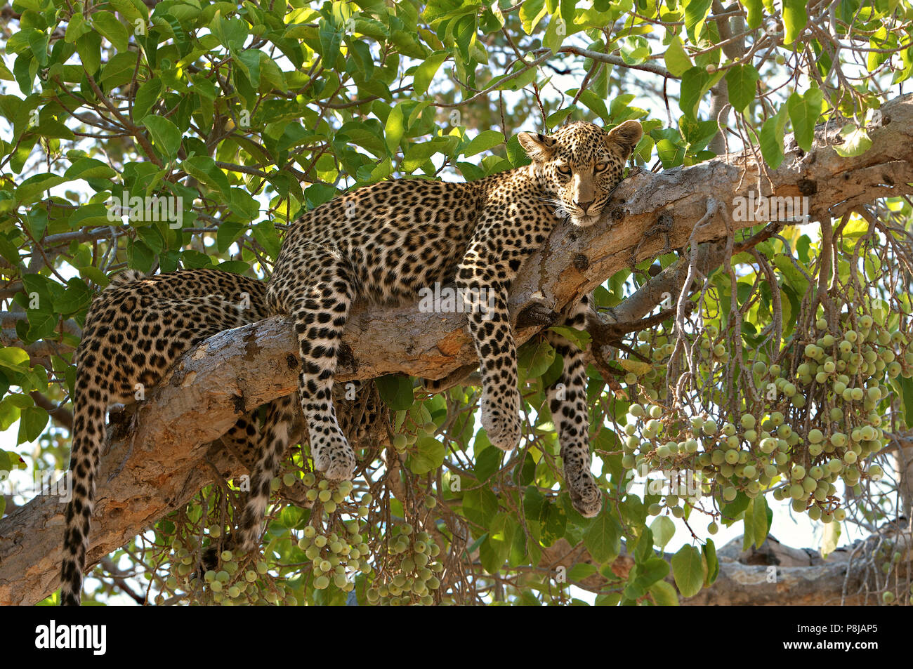 Deux frères et sœurs léopards se relaxant traînant dans un arbre vert feuillu Banque D'Images