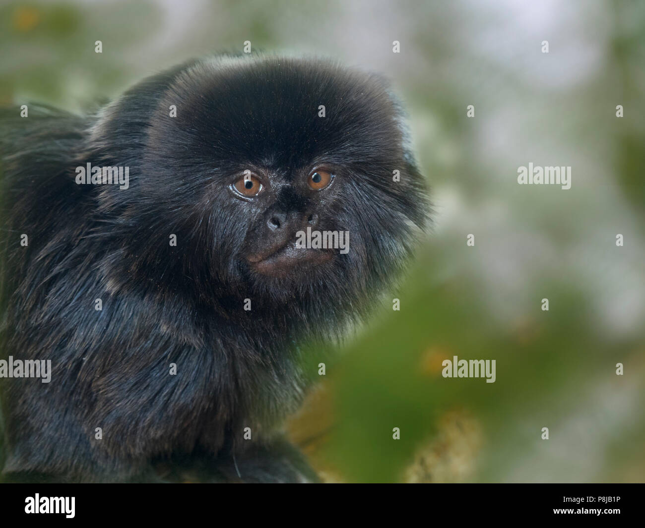 L'Goeldi ou ouistiti singe Callimico goeldii Goeldi's Banque D'Images