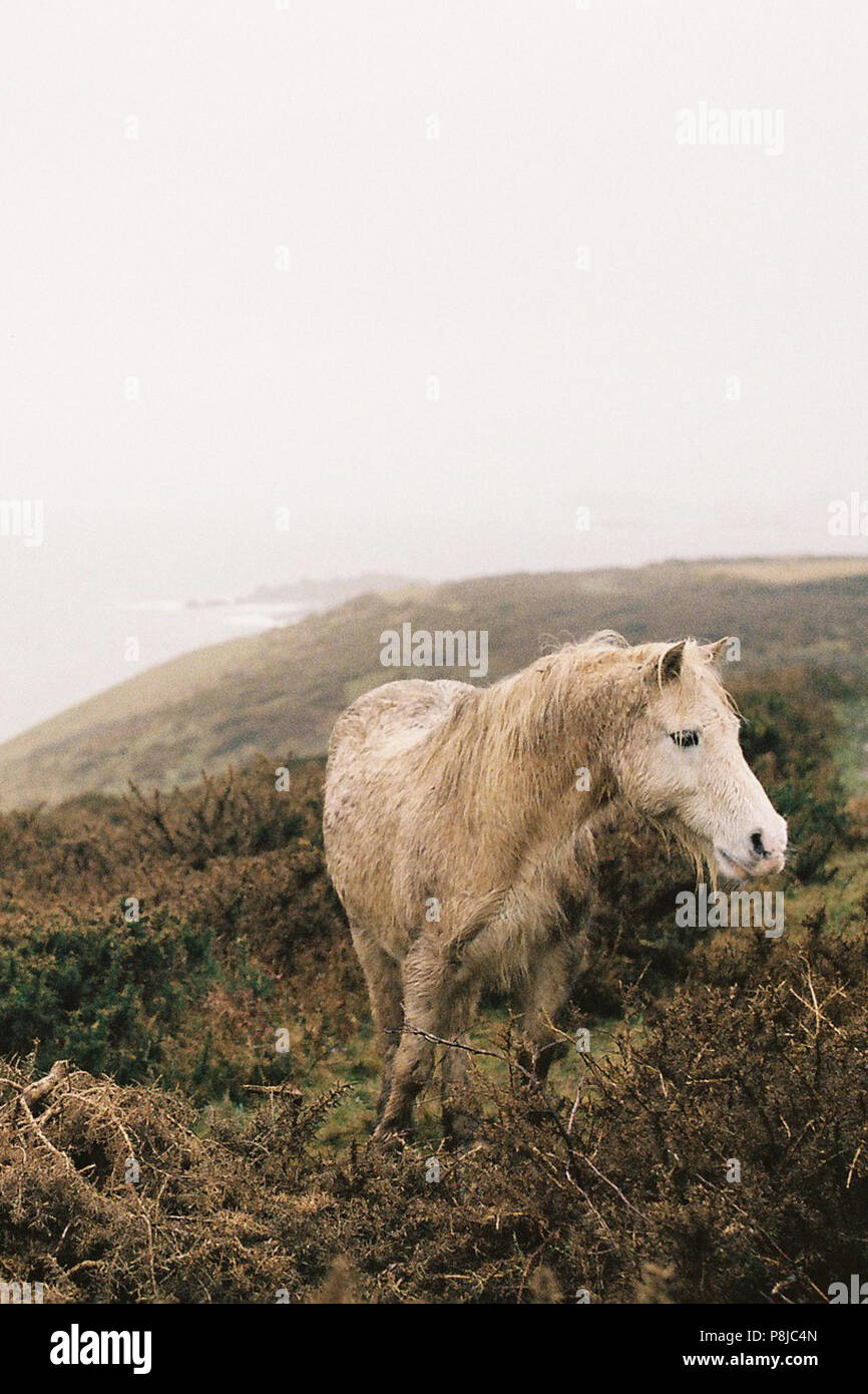 Cheval sauvage dans l'herbe sur la côte de Pembrokeshire, Pays de Galles Banque D'Images