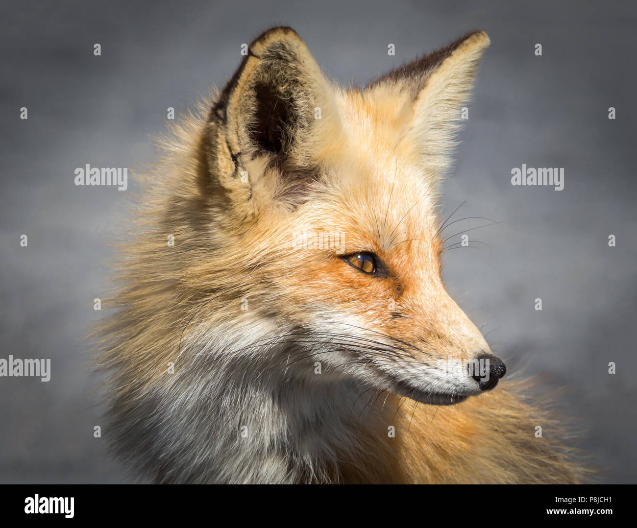 Portrait Red Fox Banque D'Images