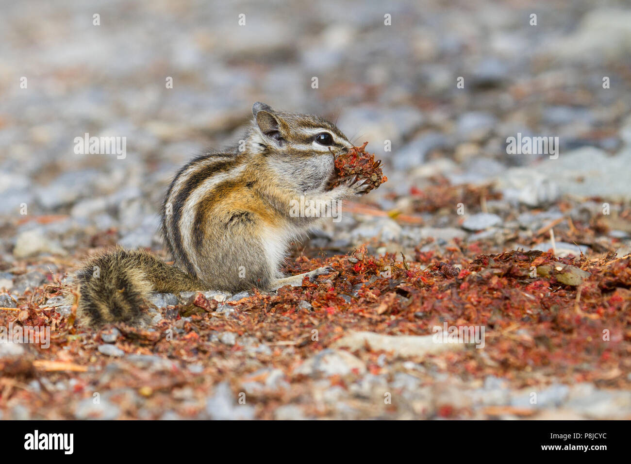 Un petit chipmunk, Tamias minimus, gorgeant sur la gale de l'ours noir. Banque D'Images