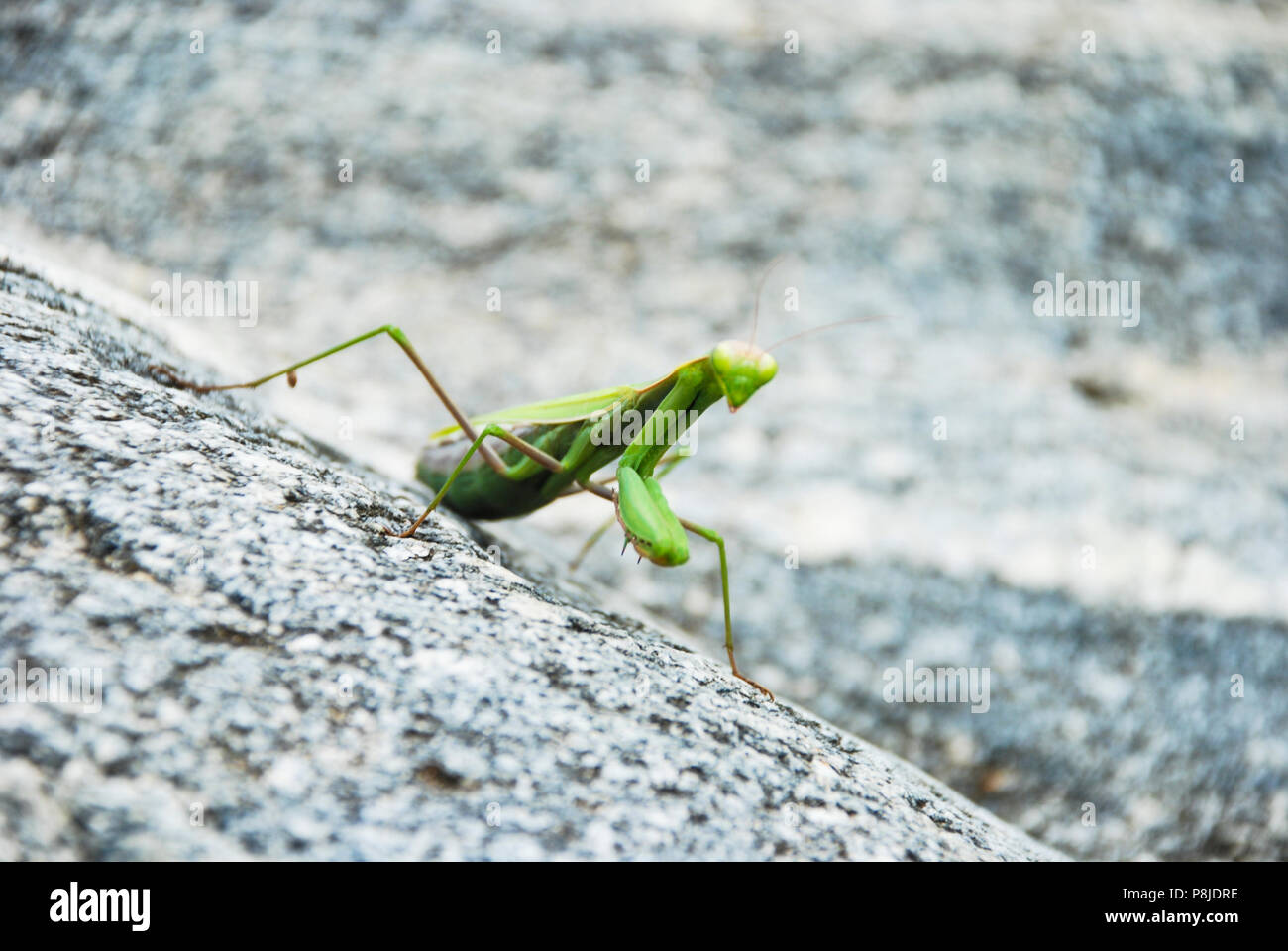 Libre de mantis se dresse sur un rocher Banque D'Images