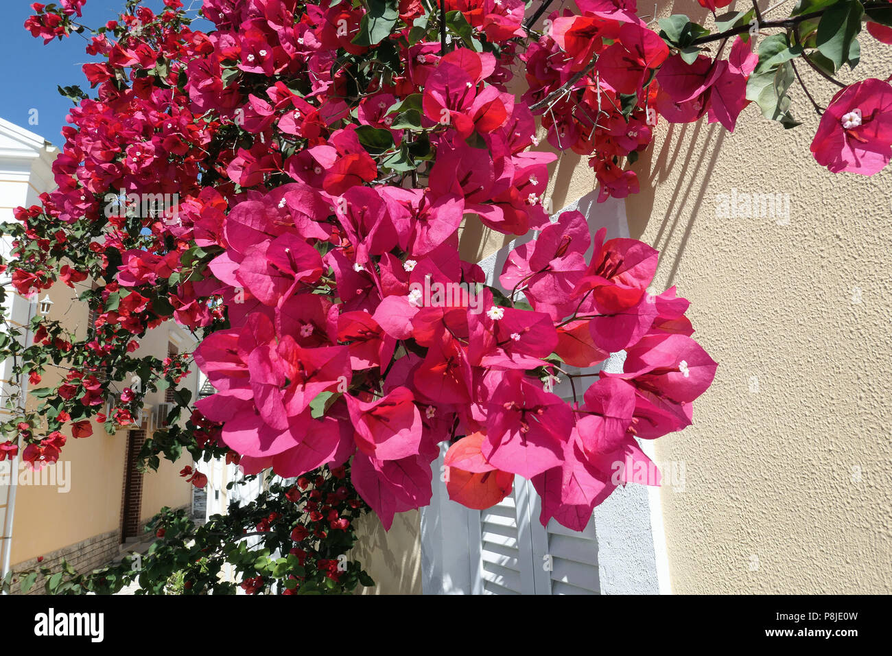 Bougainvilliers en fleurs à l'île de Corfou (Grèce). Afionas village en visite. Banque D'Images
