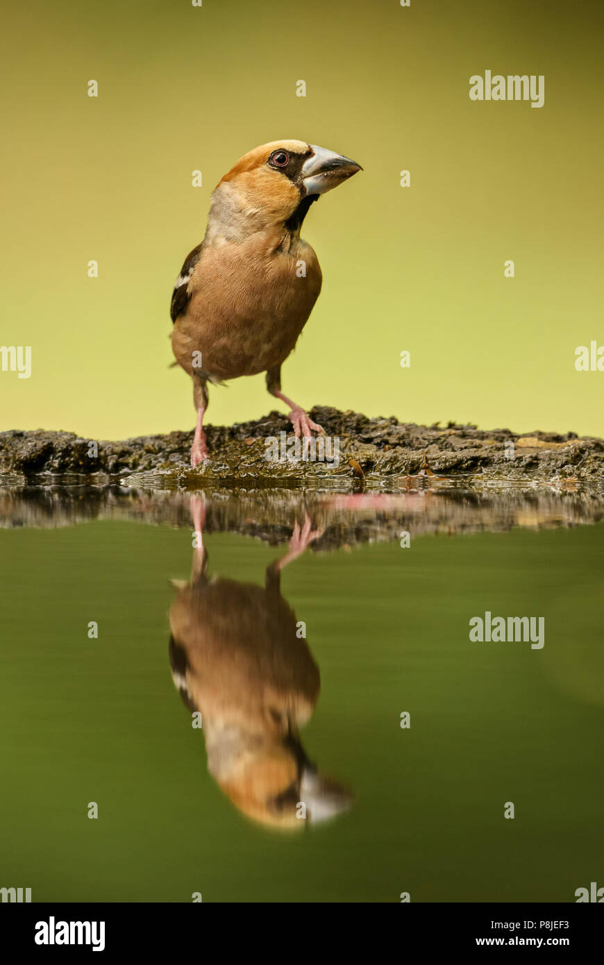 - Coccothraustes coccothraustes Hawfinch, magnifique oiseau percheur de couleur de l'Ancien Monde. Banque D'Images