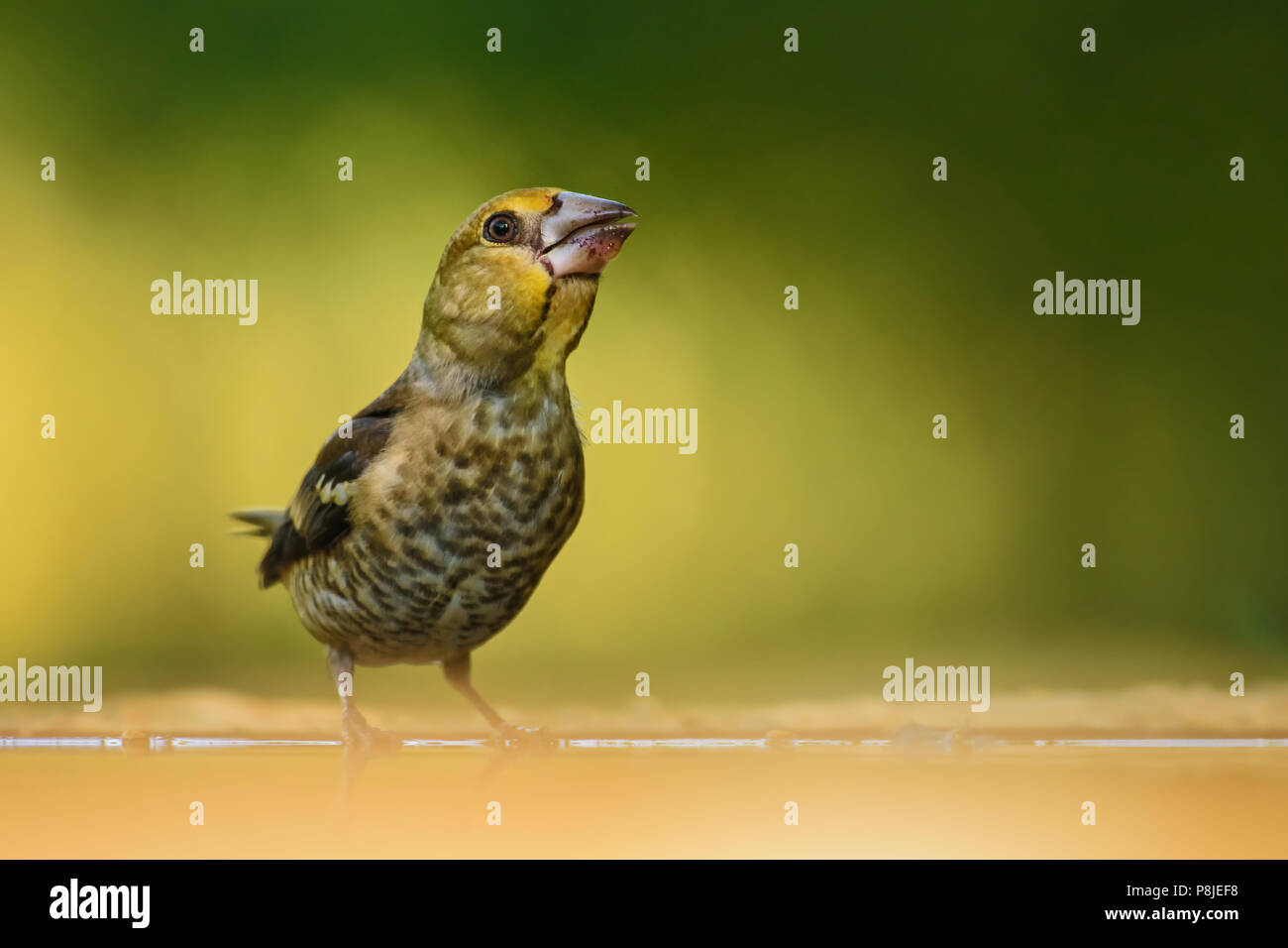 - Coccothraustes coccothraustes Hawfinch, magnifique oiseau percheur de couleur de l'Ancien Monde. Banque D'Images