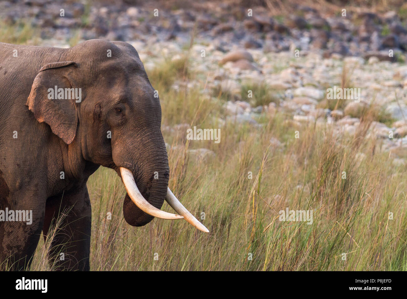 Ou de l'éléphant d'Asie éléphant asiatique ou Elephas maximus à Jim Corbett National Park à l'Uttarakhand en Inde Banque D'Images