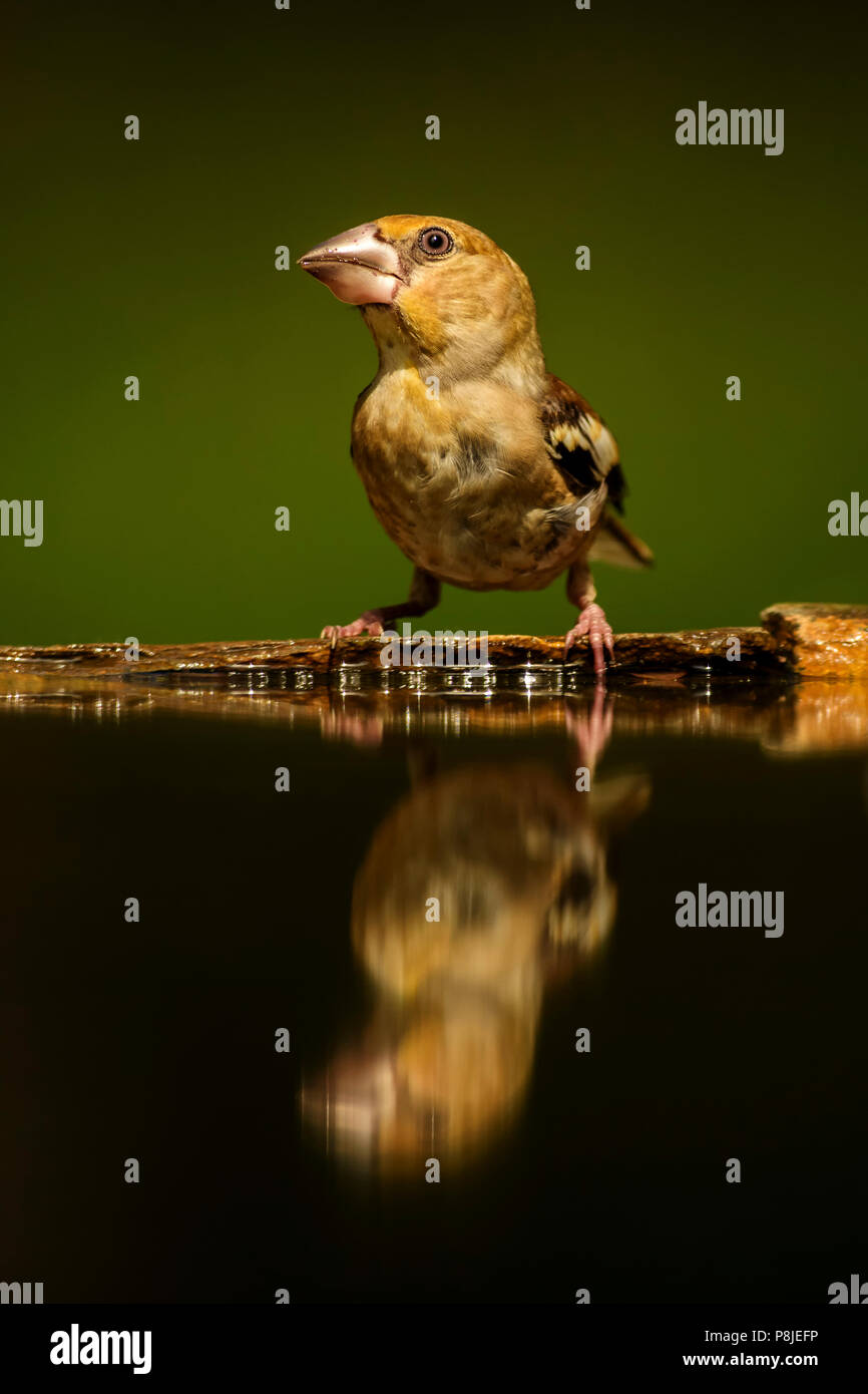 - Coccothraustes coccothraustes Hawfinch, magnifique oiseau percheur de couleur de l'Ancien Monde. Banque D'Images