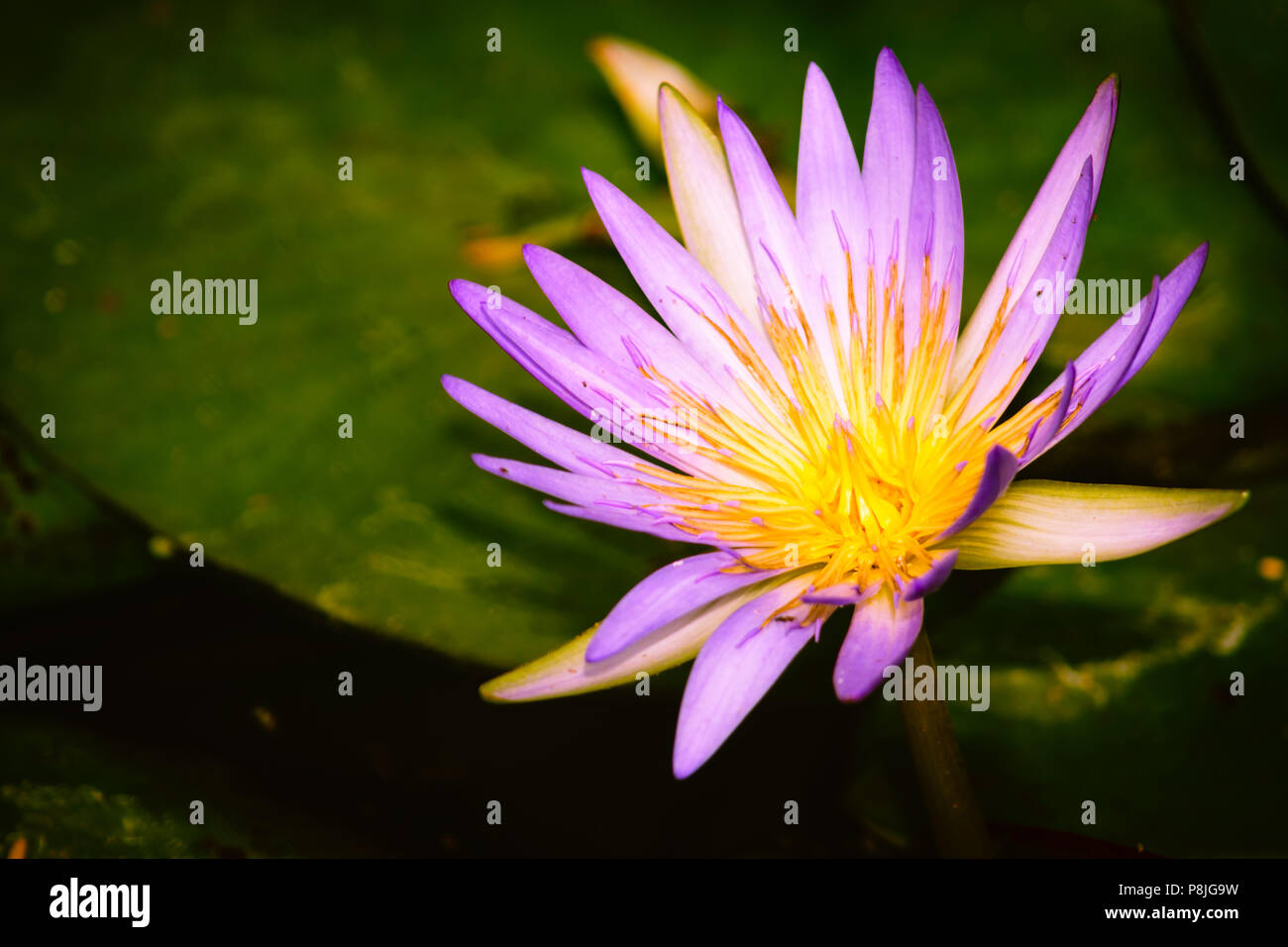 Belle purple nénuphars. Banque D'Images