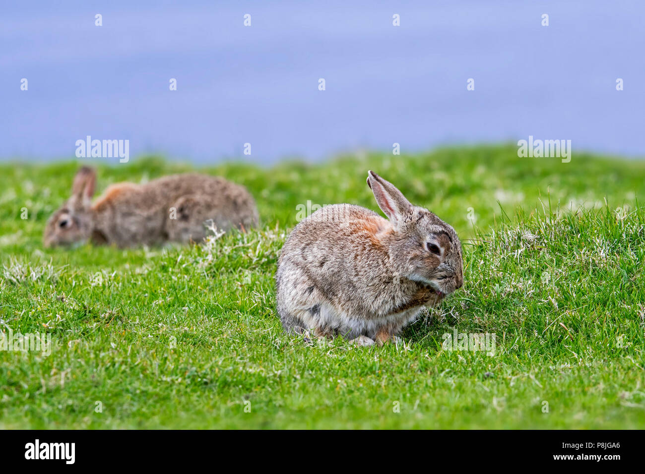 Deux lapins (Oryctolagus cuniculus) et le pâturage de la patte avant de fourrure de toilettage Banque D'Images