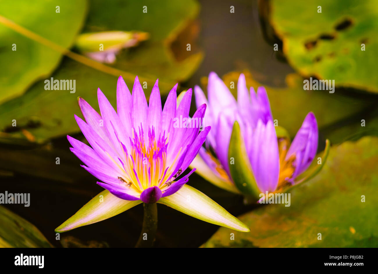 Belle purple nénuphars. Banque D'Images