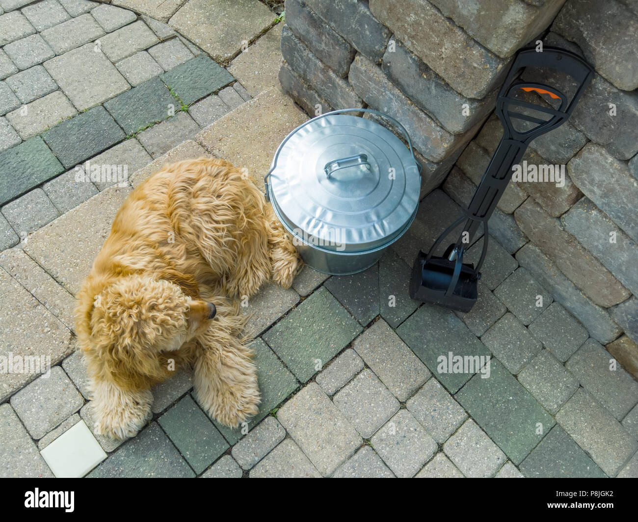 Chiot cocker doré allongé sur un patio pavé de brique à côté d'un seau métallique pooper une pelle et pour recueillir ses excréments Banque D'Images