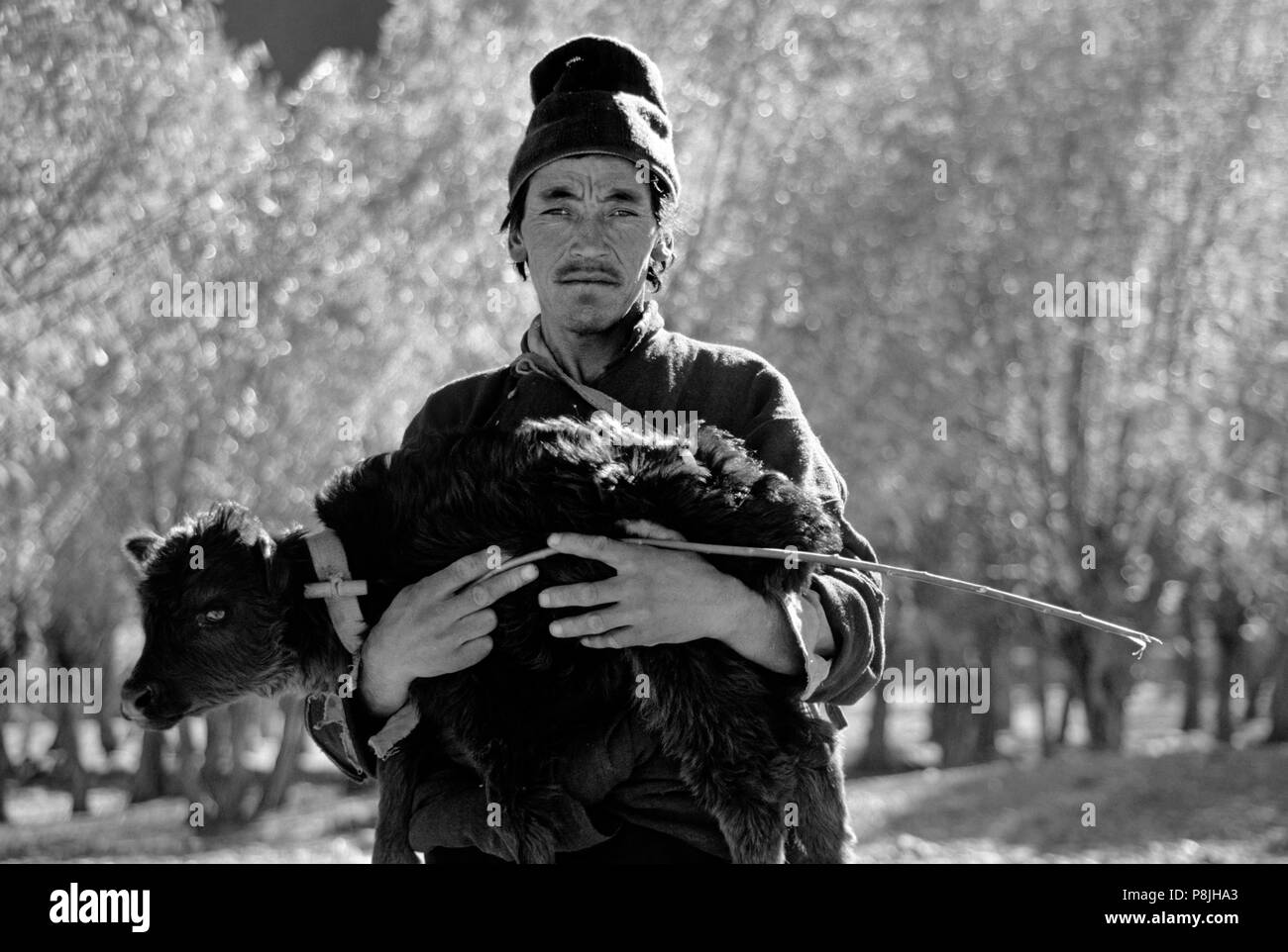 Un homme porte un bébé LADAKHIS YAK sur fond de couleurs d'automne dans l'HIMALAYA - LADAKH, INDE Banque D'Images