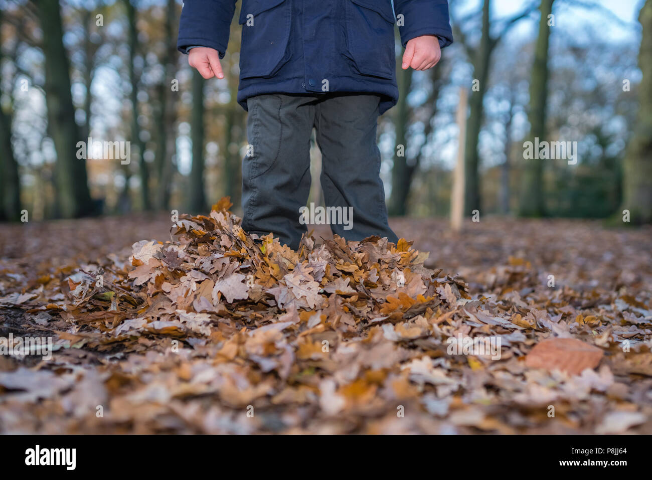 Boy standing profondément dans les feuilles tombées à l'automne dans une forêt Banque D'Images