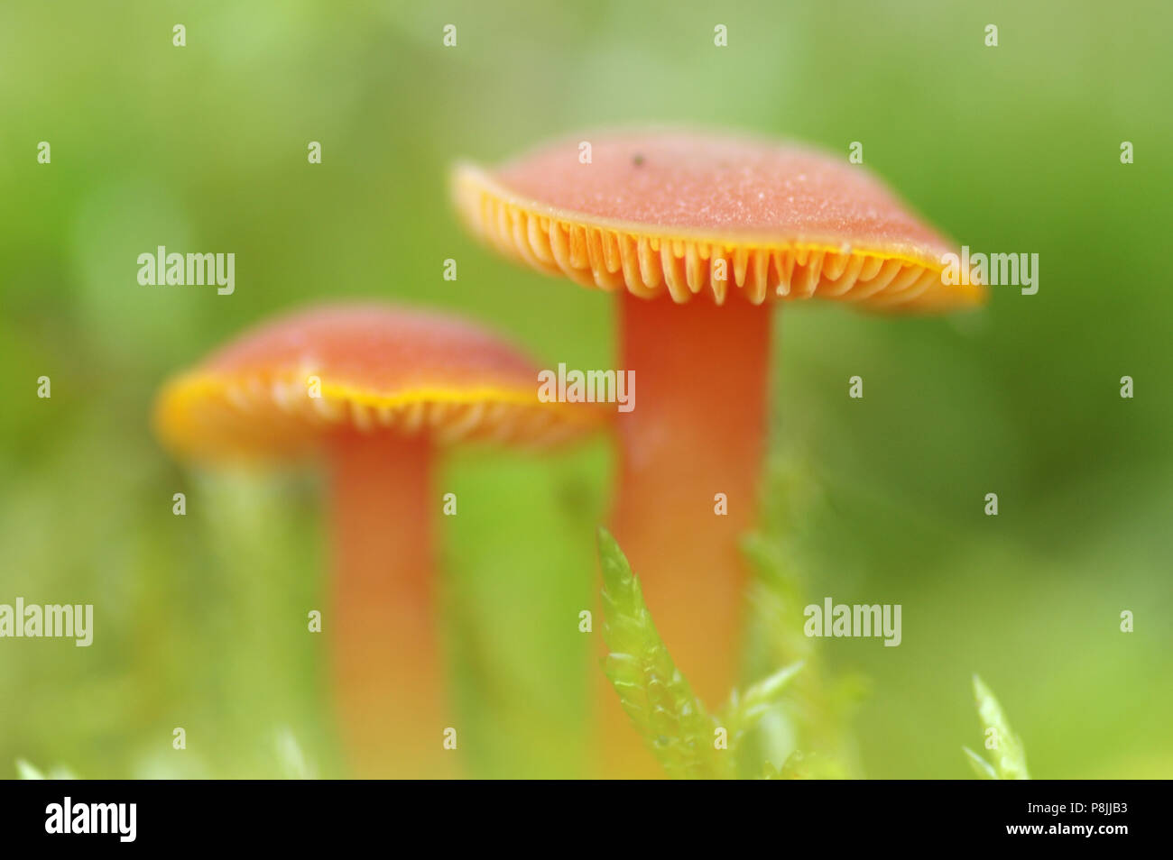 Waxcap Vermilion Banque D'Images