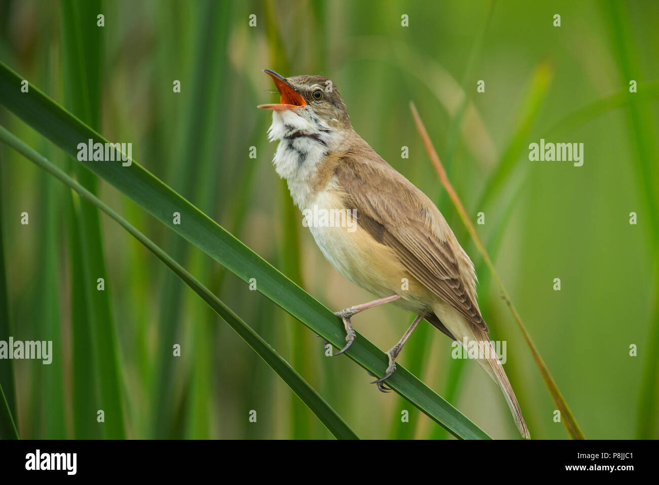 Grand chant Reed-Warbler à reed Banque D'Images