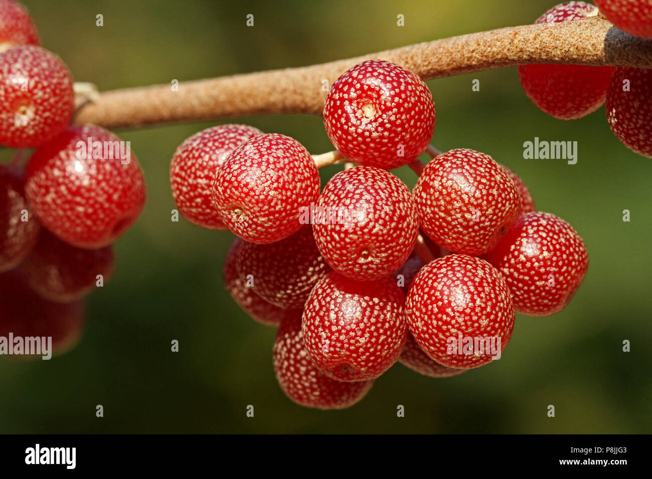 Close up de fruits mûrs de petits fruits Elaeagnus multiflora (Japonais) Banque D'Images