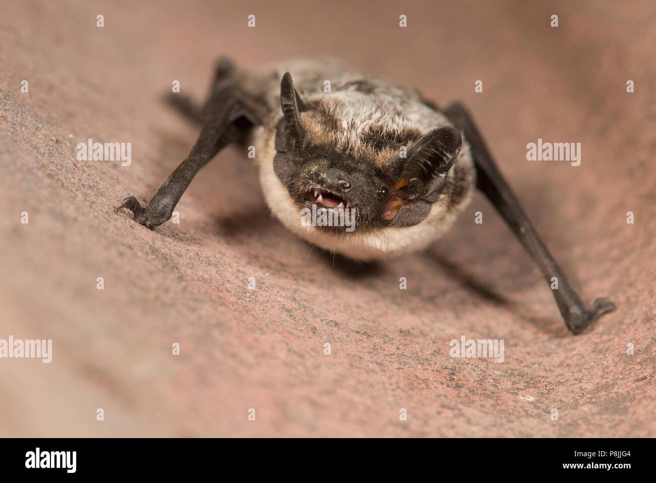 Chauve-souris de couleur-Parti Banque D'Images