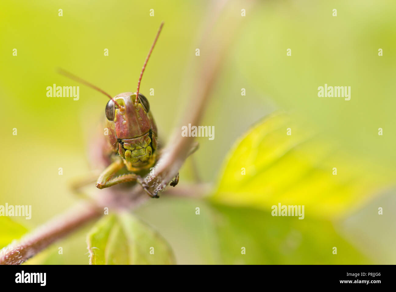Le criquet grande femelle sur menthe aquatique Banque D'Images