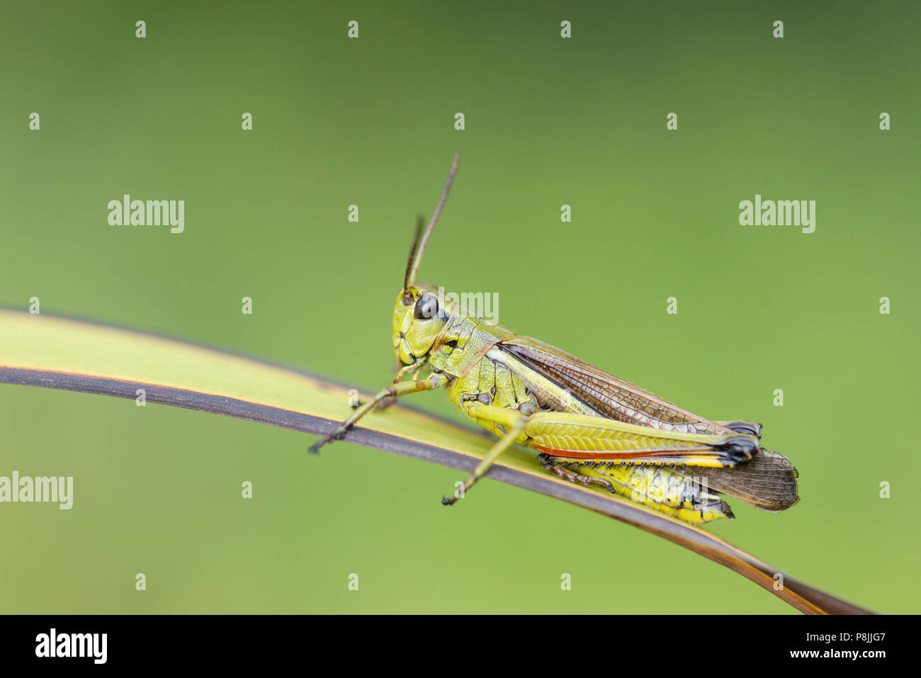 Grand Marais mâle sauterelle Banque D'Images