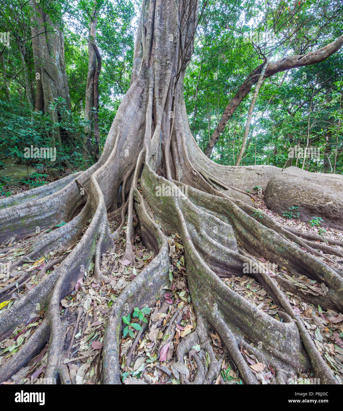 Kapokier (Ceiba pentandra) avec des racines contrefort dans la forêt tropicale de la Parc National de Rincon de la Vieja Banque D'Images