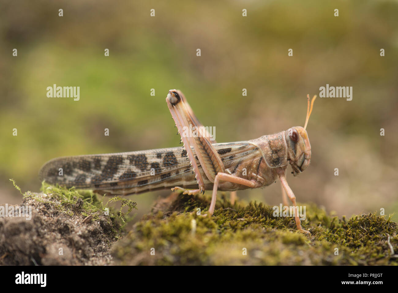 Femelle du criquet pèlerin Schistocerca gregaria ; Banque D'Images