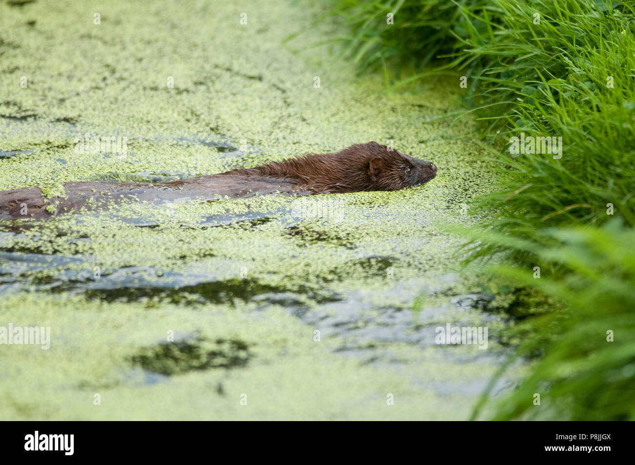 Natation Le Vison Banque D'Images