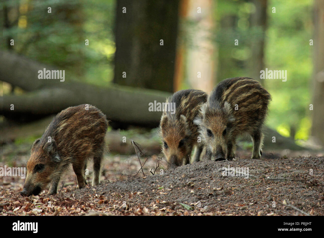 Les Jeunes sangliers dans une forêt de hêtres en été. Banque D'Images