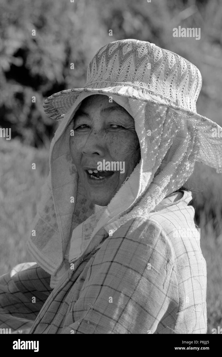 Femme laotienne Riz plantes près du village de Ban Xao près de Luang Brobang - LAOS Banque D'Images