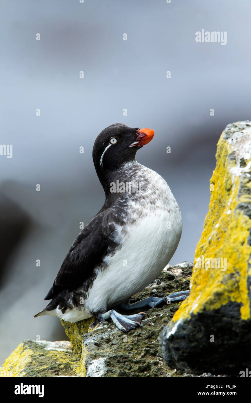 Starique perroquet sur Sea Cliff Banque D'Images