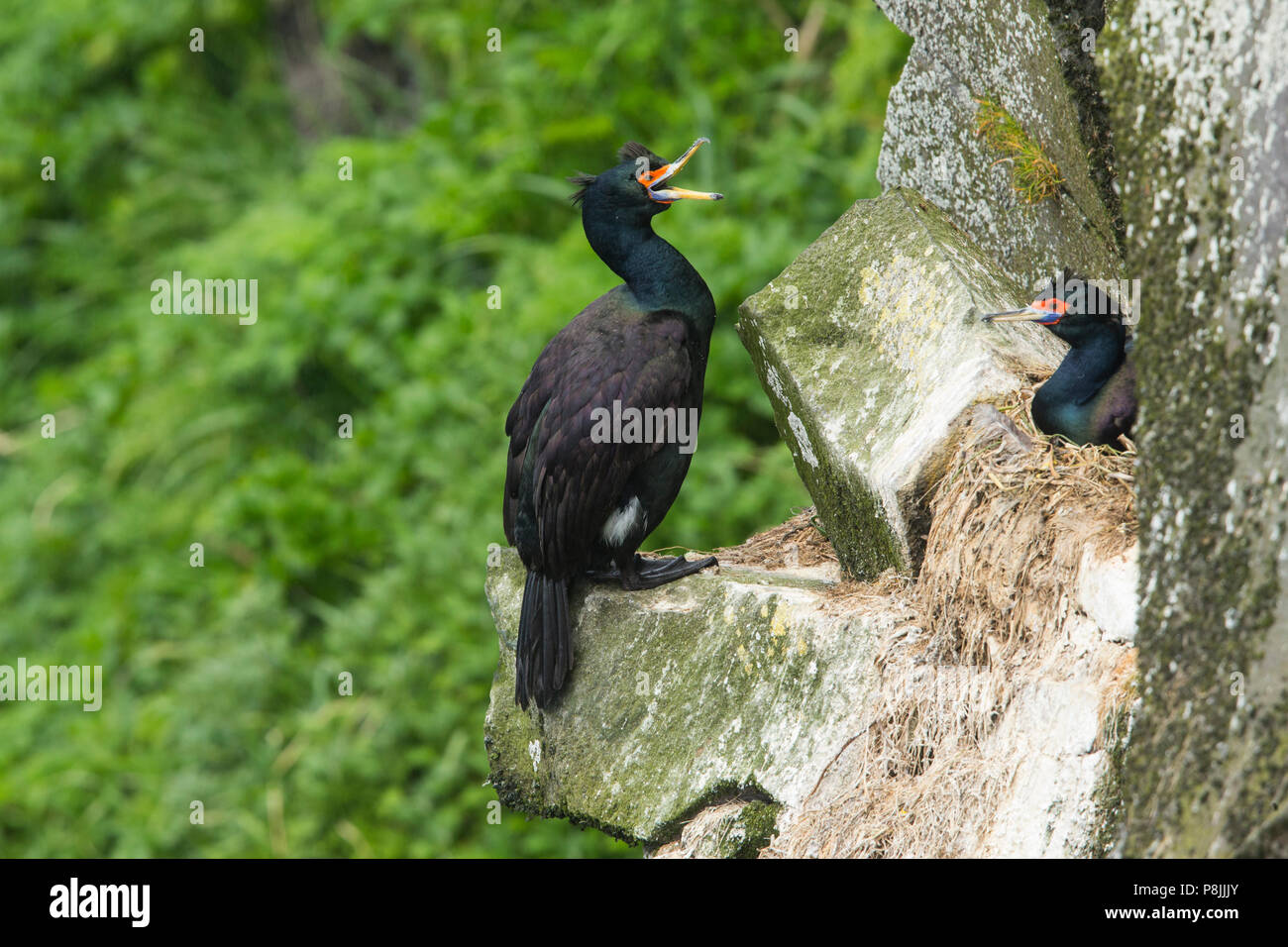 Paire de Red-faced Cormorans reproducteurs sur ridge Banque D'Images