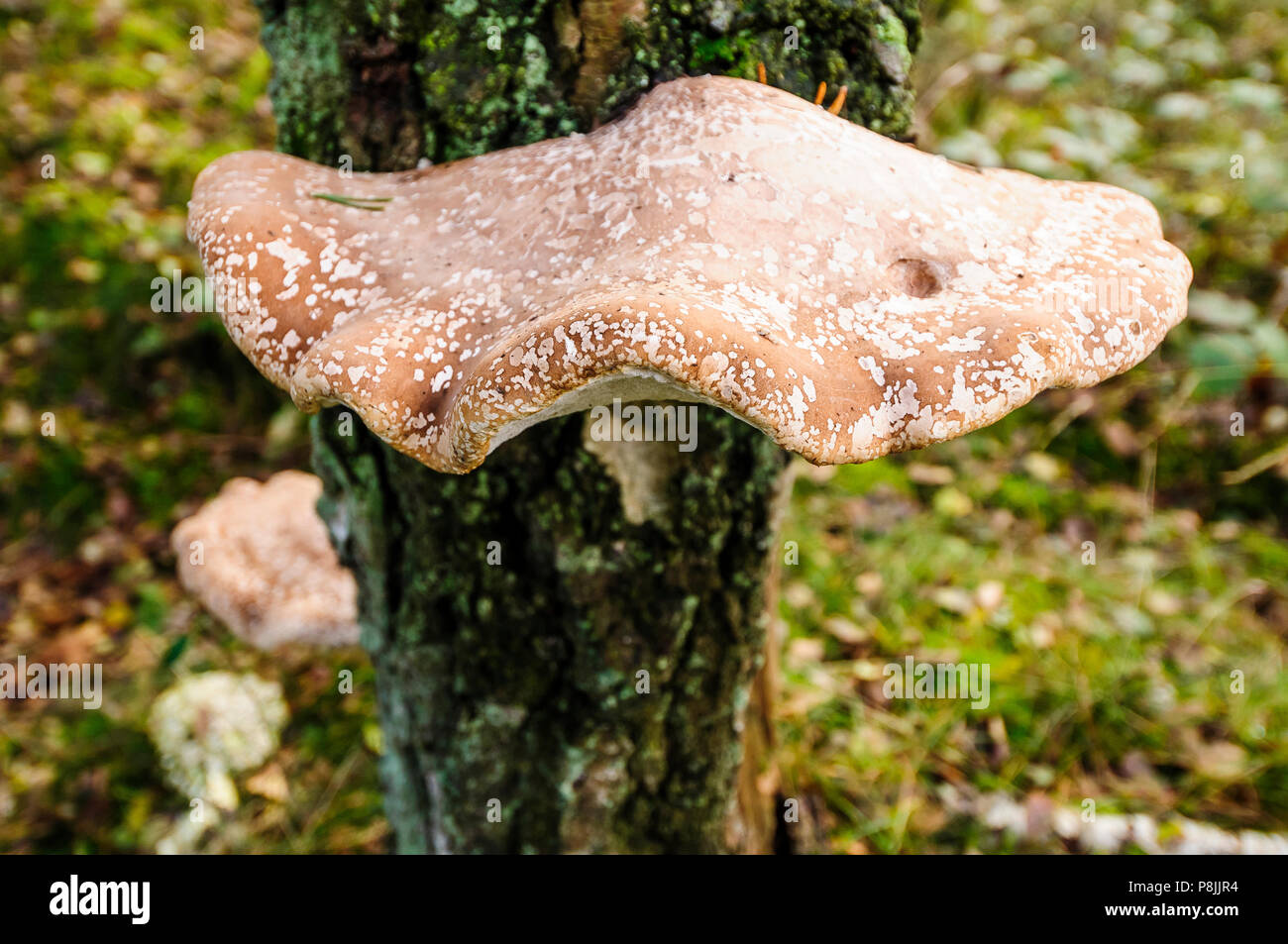 Polypore du bouleau à Birch Tree. Banque D'Images