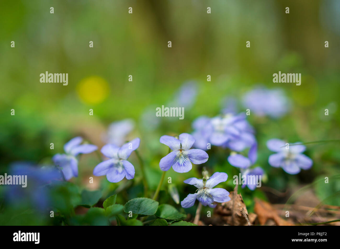 Violet chien commun Banque D'Images